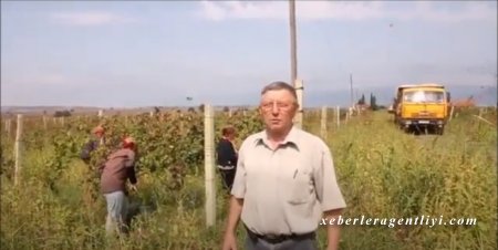 İvanovkadan yüzlərlə ton üzüm töhfəsi - Video