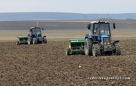 İsmayıllıda 30 min hektardan çox sahədə payızlıq taxıl əkilib