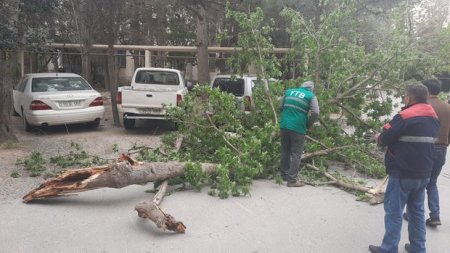 Güclü külək paytaxtda beş ağacı aşırıb - FOTO