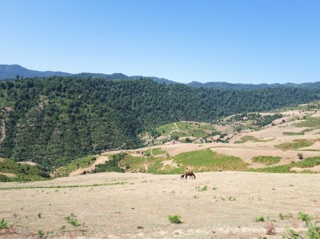 Azərbaycan və Gürcüstan çay sənayesində potensial imkanlar