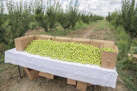 Nazir İnam Kərimov Şamaxı və Ağsuda yeni inşa edilən kənd təsərrüfatı müəssisələrində olub, fermer təsərrüfatlarına baş çəkib