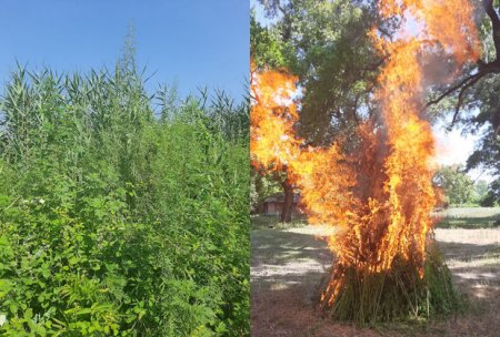 Zaqatalada iki tondan artıq çətənə kolu məhv edilib