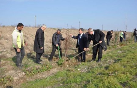 Ağcabədidə ağacəkmə kompaniyası keçirilmişdir
