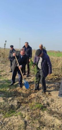 Ağcabədidə ağacəkmə kompaniyası keçirilmişdir