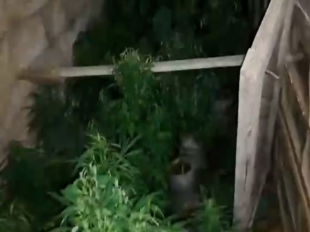 Xəzər rayonu Zirə qəsəbəsində narkotacirdən 26 kiloqram çətənə kolu və marixuana aşkar edilib
