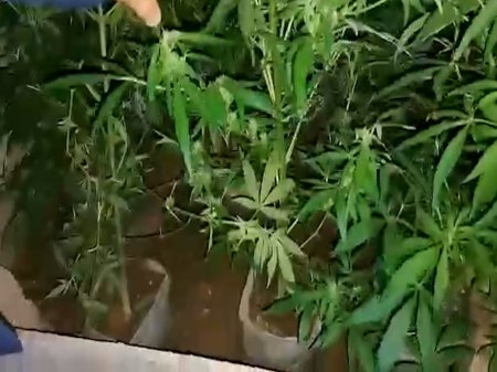 Xəzər rayonu Zirə qəsəbəsində narkotacirdən 26 kiloqram çətənə kolu və marixuana aşkar edilib