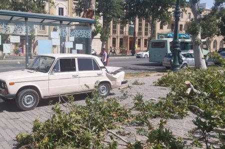 Gəncədə güclü külək nəticəsində ağac avtomobilin üstünə aşıb - FOTO