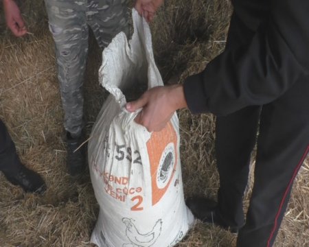 Balakəndə üzərində “Kalaşnikov” avtomatı gəzdirən, torpağın altında narkotik gizlədən şəxslər ifşa ediliblər