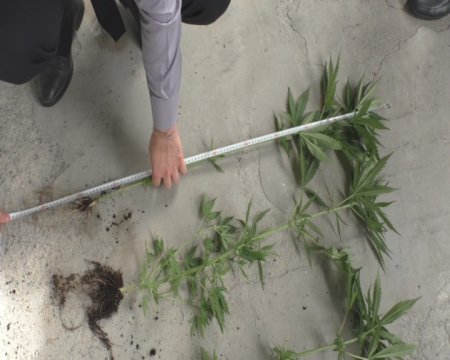 Ağdaşda həyətində narkotik tərkibli bitkilər yetişdirən şəxs saxlanılıb