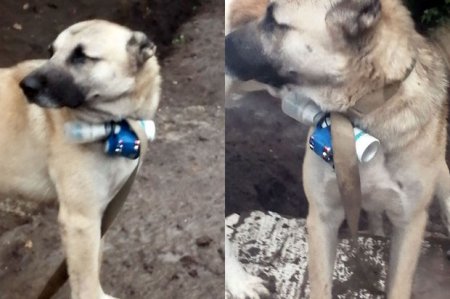 Erməni separatçılardan terror cəhdi: Hərbçilərimizə qarşı heyvanlardan istifadəyə çalışırlar