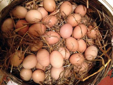 Yumurtanın kəskin bahalaşmasının səbəbi açıqlandı