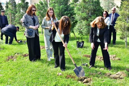 Sumqayıtda ağacəkmə aksiyası keçirilib