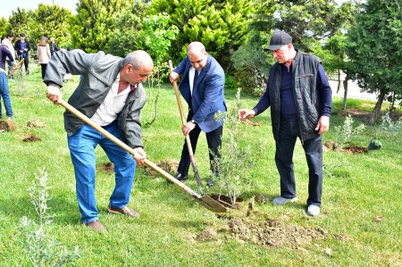 Sumqayıtda ağacəkmə aksiyası keçirilib