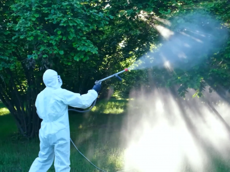 Bölgələrdə qəhvəyi mərmər bağacığına qarşı monitorinqlər və mübarizə tədbirləri davam etdirilir