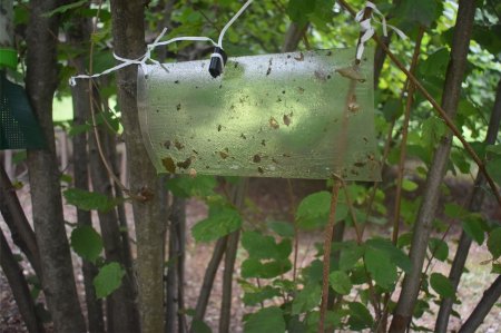 Bölgələrdə qəhvəyi mərmər bağacığına qarşı monitorinqlər və mübarizə tədbirləri davam etdirilir