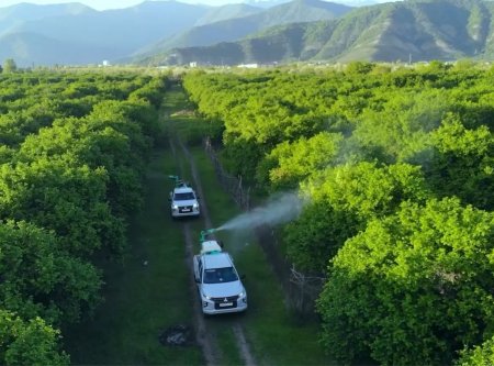 Bölgələrdə qəhvəyi mərmər bağacığına qarşı monitorinqlər və mübarizə tədbirləri davam etdirilir