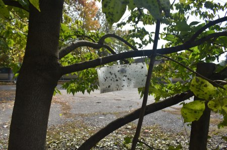 Bölgələrdə qəhvəyi mərmər bağacığına qarşı monitorinqlər və mübarizə tədbirləri davam etdirilir