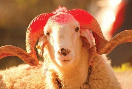 Qurban kəsirik: nəyi bilməliyik?