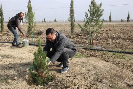 Qobustan Milli Tarix-Bədii Qoruğu ərazisində ağacəkmə aksiyası həyata keçirilib