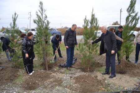 Mingəçevirdə və Zərdabda ağacəkmə aksiyası keçirilib