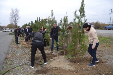 Mingəçevirdə və Zərdabda ağacəkmə aksiyası keçirilib