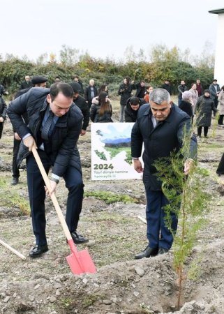 Ağdaşda ağacəkmə aksiyası keçirilib