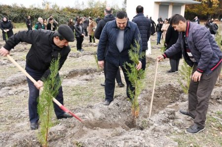 Ağdaşda ağacəkmə aksiyası keçirilib