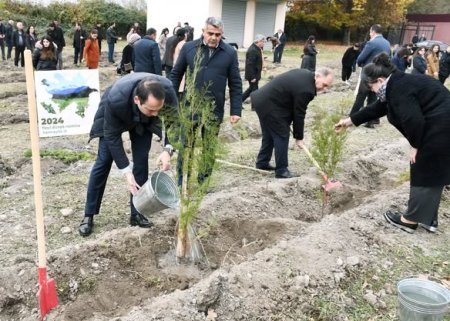 Ağdaşda ağacəkmə aksiyası keçirilib