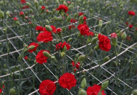 Gül dükanlarında Afrika qərənfilləri: Yerli istehsal yoxa çıxır