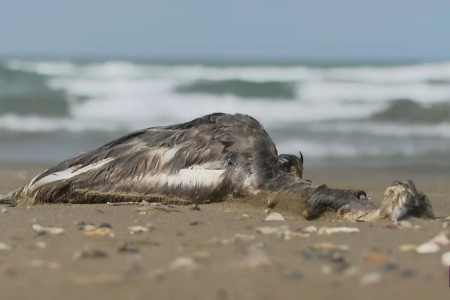 Xəzər dənizi sahilində quşların kütləvi ölümü: Yeni epidemiya yayılır?