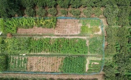 Balakəndə narkotik plantasiyası aşkarlandı