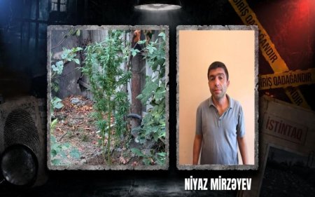 Göyçayda narkotik tərkibli bitkilər yetişdirən şəxs tutuldu