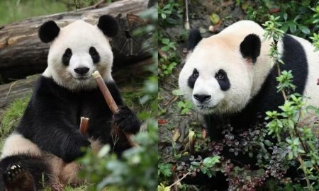 Çinin "panda diplomatiyası" davam edir